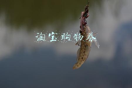 淘宝购物券