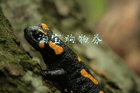 淘宝购物券