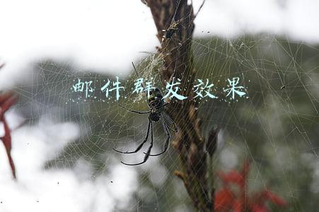 邮件群发效果