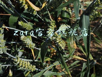 zara官方旗舰店和实体店价格一样吗(ZARA官网双11只退不换 遭质疑机制不合理)