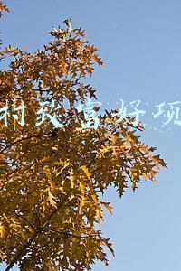 农村致富好项目