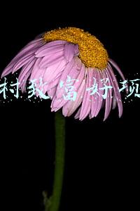 农村致富好项目