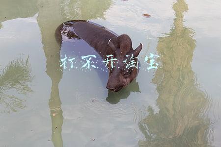 打不开淘宝