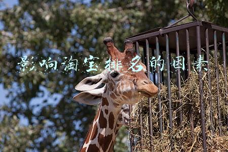 影响淘宝排名的因素有哪些(影响淘宝店铺权重的因素有哪些？该从哪些方面提升店铺权重？)
