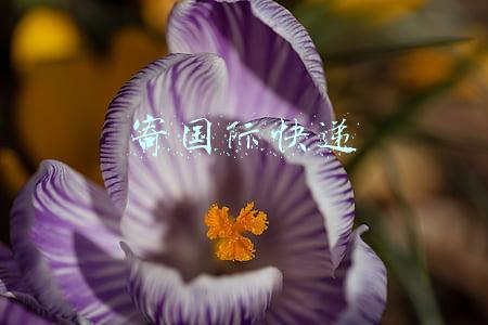 寄国际快递流程(国际快递的运输流程)