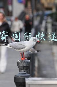寄国际快递