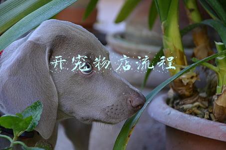开宠物店流程