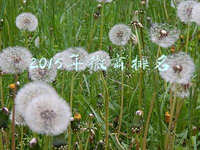 2015年微商排名
