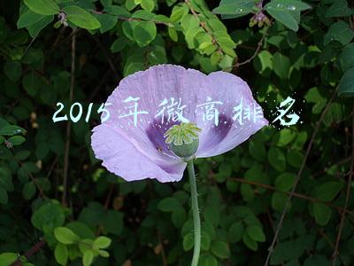 2015年微商排名