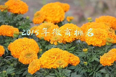 2015年微商排名