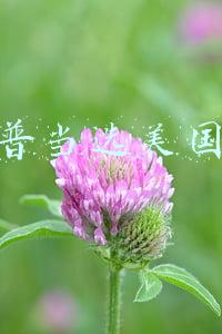 特朗普当选美国总统