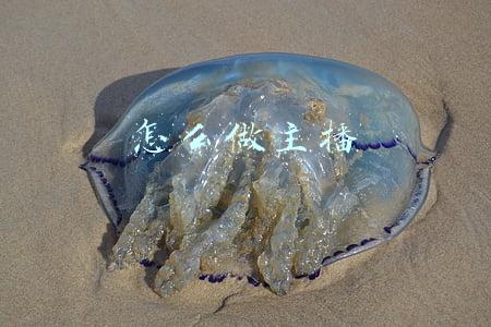 怎么做直播带货(30分钟抖音直播带货话术流程)