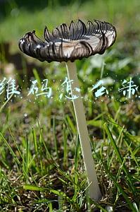 二维码怎么制作