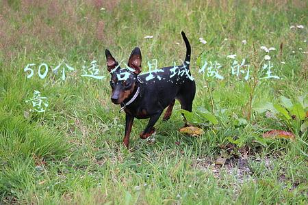 50个适合县城做的生意