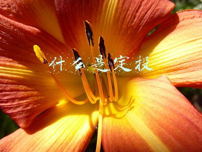 什么是定投