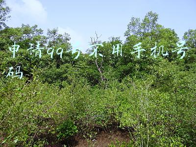 申请qq号不用手机号码