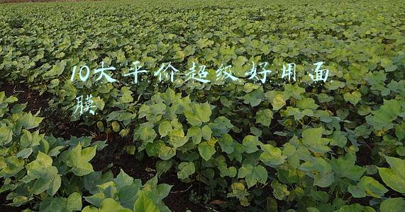 10大平价超级好用面膜