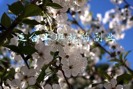 适合上班族的副业