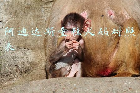 阿迪达斯童鞋尺码对照表