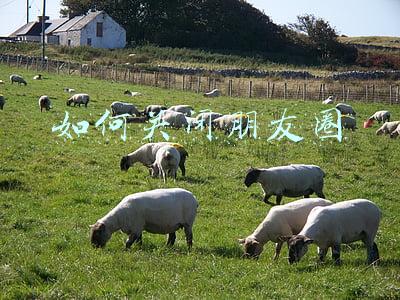 如何关闭朋友圈广告推送(一分钟学会，微信广告关闭教程)