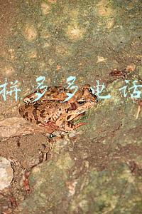 拼多多电话
