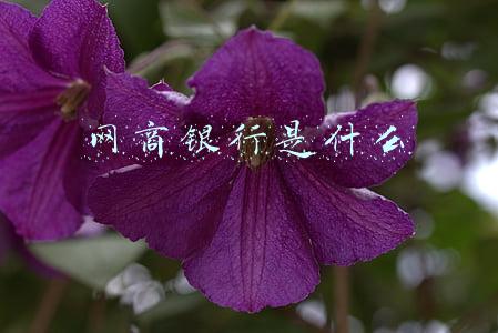 网商银行是什么