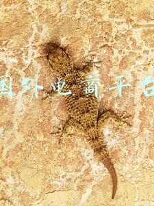 国外电商平台有哪些(跨境电商平台大汇总——30大值得关注的平台（八）)