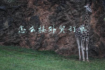 怎么接外贸订单