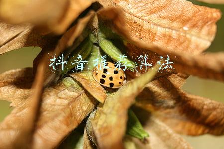 抖音推荐算法