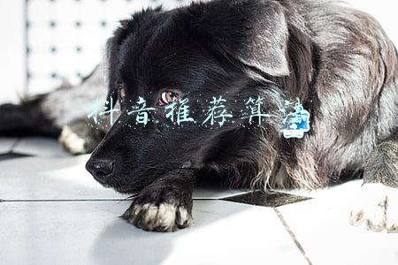 抖音推荐算法