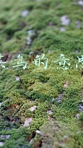 菜鸟的意思