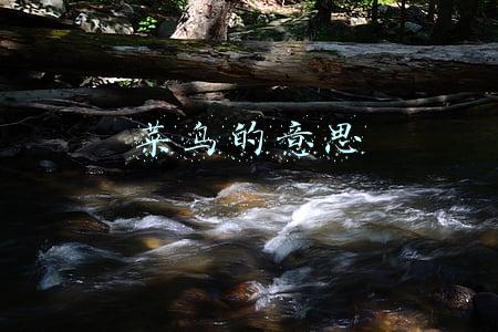 菜鸟的意思