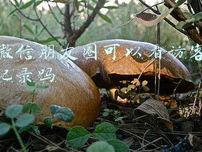 微信朋友圈可以看访客记录吗