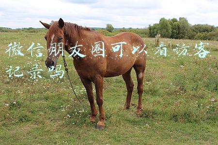 微信朋友圈可以看访客记录吗