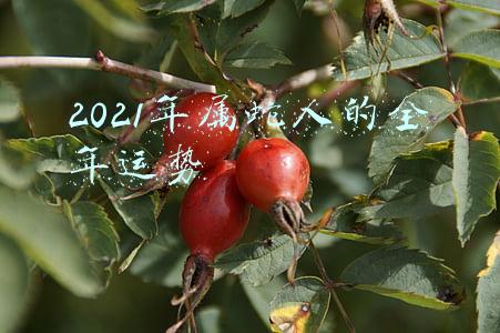 2021年属蛇人的全年运势