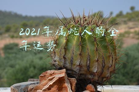 2021年属蛇人的全年运势女性1977(“丰县生育八孩女子”事件十三问——新华社记者访江苏省委省政府调查组负责人)