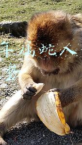 2021年属蛇人的全年运势
