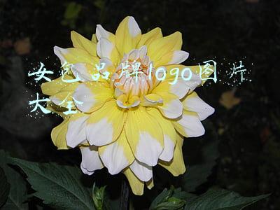 女包品牌logo图片大全