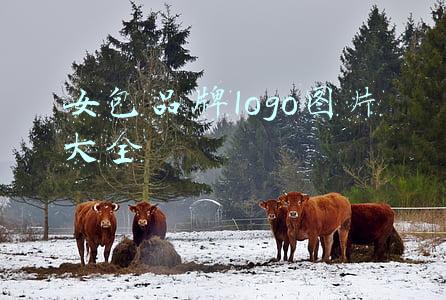 女包品牌logo图片大全