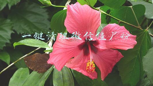 一键清理微信僵尸粉