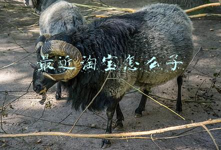 淘宝怎么了(热搜第一：淘宝崩了！最新回应来了)