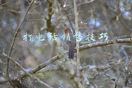 打电话销售技巧