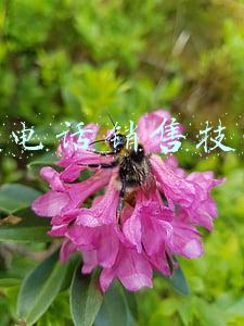 打电话销售技巧
