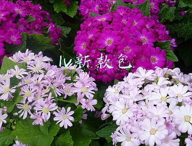 lv新款包