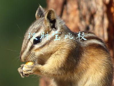 财富宝是什么理财产品(「CAC财富宝」上线1个月完成三次减产，减产机制优势明显)