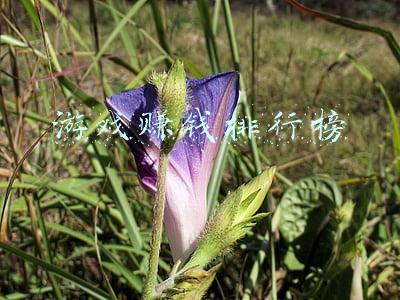 游戏赚钱排行榜