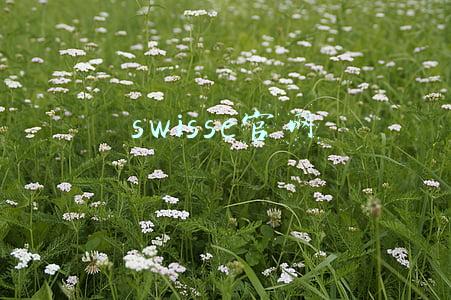 swisse官网