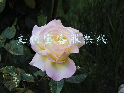 支付宝客服热线电话(昨晚，微信、支付宝双双发布公告)