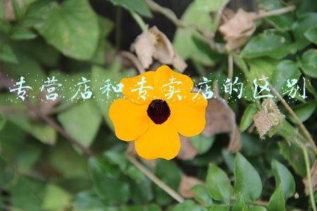天猫专营店和专卖店的区别(天猫旗舰店和专营店有什么区别？区别介绍)