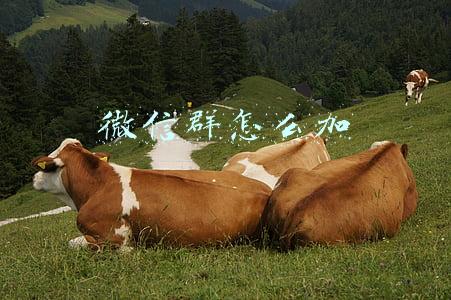 微信群怎么加